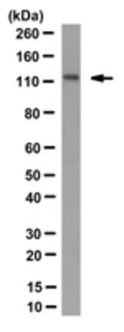 Rootletin Chicken anti-Mouse, Human, Porcine, Polyclonal, MilliporeSigma